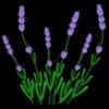 Embroidery Lavender Design 2