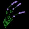 Lavender Right