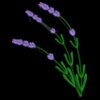 Lavender Left