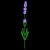 Lavender Freestanding